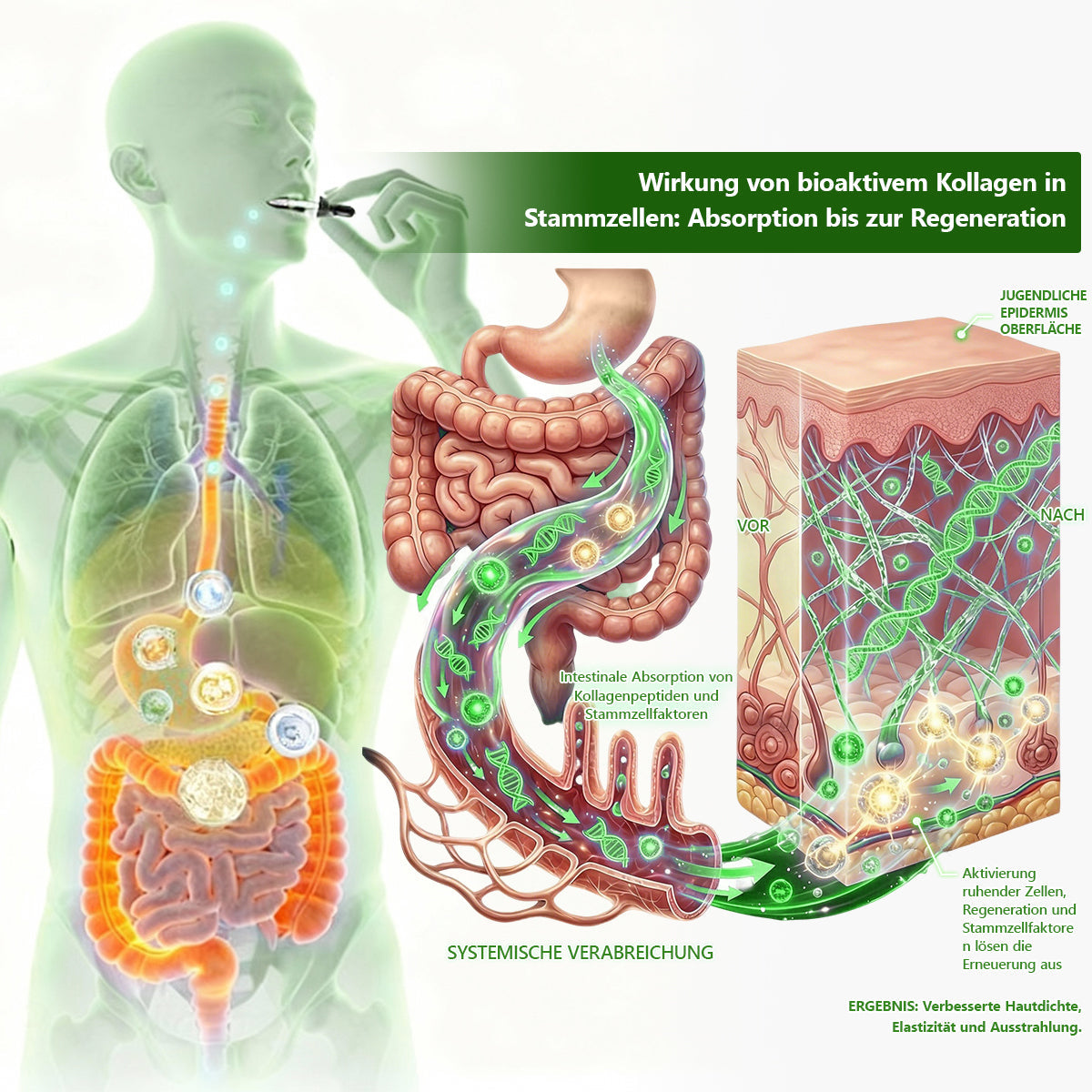 𝐋𝒐𝐭𝗺𝗮𝐲® 𝗬𝗼𝘂𝐭𝐡𝐆𝗹𝗼𝘄 𝑺𝒕𝙖𝙢𝙢𝙯𝙚𝒍𝒍𝒆𝒏👑 𝙆𝙤𝒍𝒍𝒂𝙜𝙚𝒏 𝗧𝗿𝗼𝒑𝐟𝙚𝙣 (𝗦𝘁𝗿𝗮𝗳𝗳𝘁 𝘂𝗻𝗱 𝗳𝗲𝘀𝘁𝗶𝗴𝘁 𝘀𝗰𝗵𝗹𝗮𝗳𝗳𝗲 𝗛𝗮𝘂𝘁, 𝗿𝗲𝗱𝘂𝘇𝗶𝗲𝗿𝘁 𝗙𝗮𝗹𝘁𝗲𝗻𝗯𝗶𝗹𝗱𝘂𝗻𝗴 𝘂𝗻𝗱 𝗳ö𝗿𝗱𝗲𝗿𝘁 𝗛𝗮𝗮𝗿𝘄𝗮𝗰𝗵𝘀𝘁𝘂𝗺 𝘂𝗻𝗱 𝗴𝗲𝘀𝘂𝗻𝗱𝗲 𝗡ä𝗴𝗲𝗹) 🍃